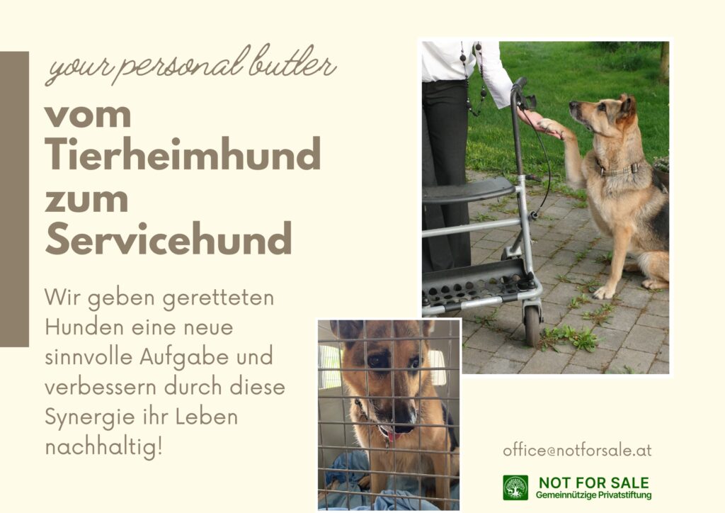 From Shelter Dog to Personal Butler